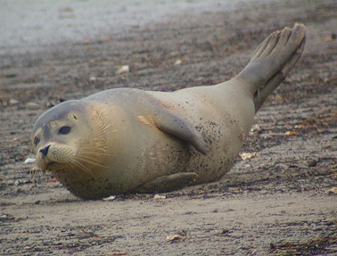 Gewone zeehond210104